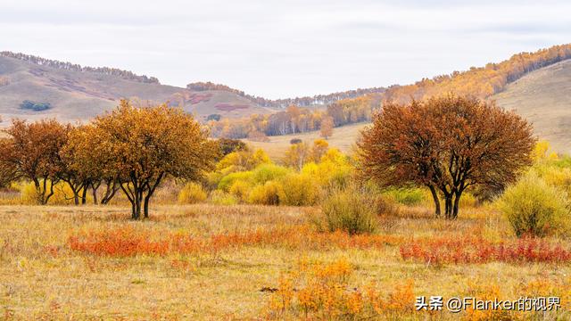 坝上寻秋续：一场穿越乌兰布统彩林的漫记
