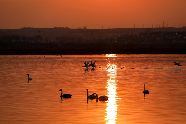 大天鹅飞抵那香海“度假”又岂在朝朝暮暮？