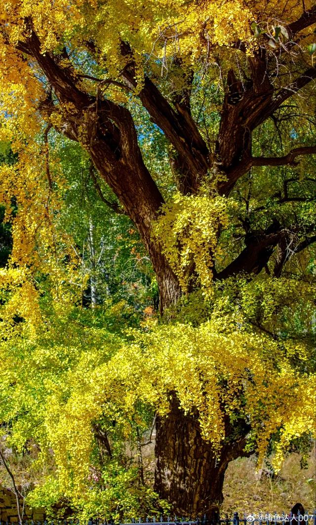 济南的这些千年银杏树美得正当时，最后“黄金期”快去打卡！