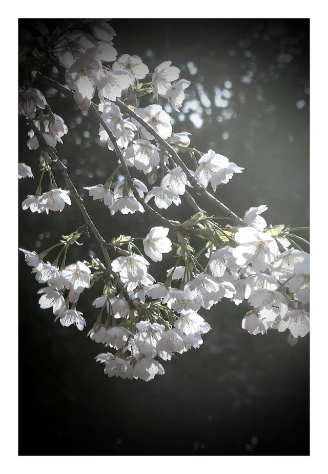 【夏云】早春三月，樱你而美——静安雕塑公园赏花记