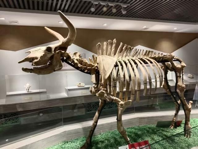 又踏甘肃地之七十三 白银篇之十三 白银市博物馆（2）