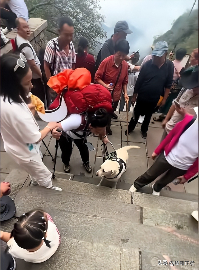 爬泰山的作死夫妻被制裁！导盲犬被收回，身份被扒，家里还有一只