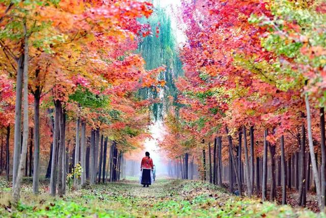 北房红枫林已到最佳观赏期，快来拍照打卡