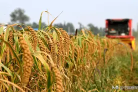 我国粮食库存远高于国际粮食安全警戒线，农户储粮损失率近10年下降约5个百分点图片