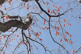 在蓝田有一处，车可直接开到山顶，晒太阳、喝茶、野餐的好地方图片
