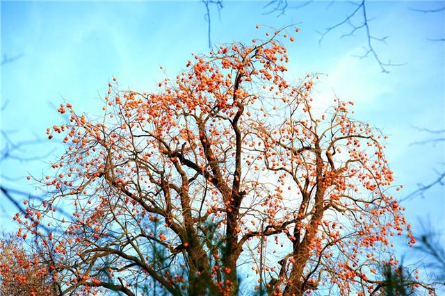 【联动宣传】冬游陇南，邂逅冬日双重奏