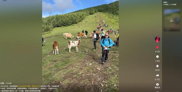 真相大白！男子遭牛群踩踏，不是因为挑逗，知情人透露 目标不是人