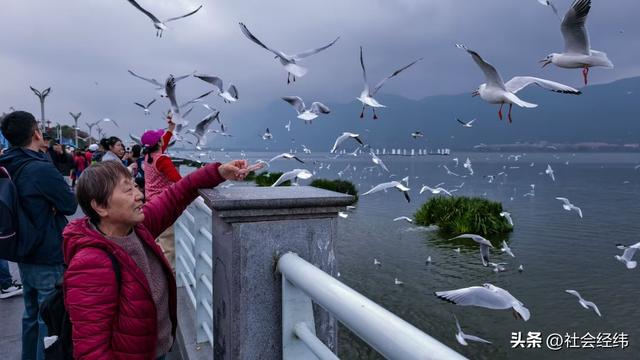 每日一景|漫步滇池湖畔·与海鸥共舞