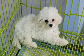 沉浸式遛娃！观里新开一家动物乐园！记者实探——（以下内容涉及蛇、蜥蜴哦 害怕请慎点~）图片