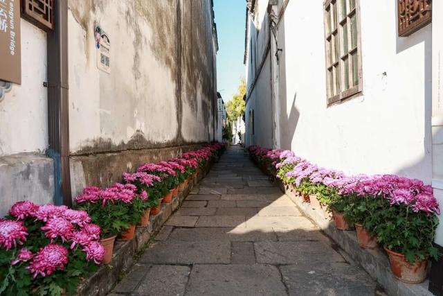 230种“秋韵”上线！拱墅这片花海藏不住了