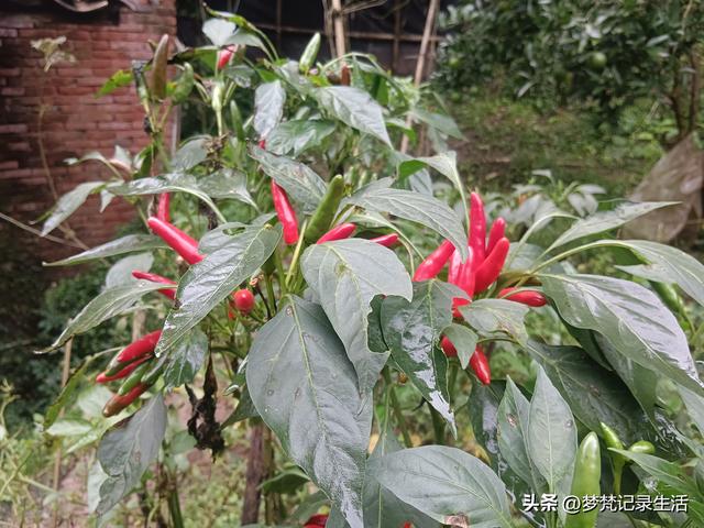 肉松的心思不难猜，低气压制造者每天都在源源不断地生产低气压