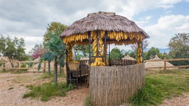 昆明市区冬樱花树下连猪都能自由奔跑的世外桃源