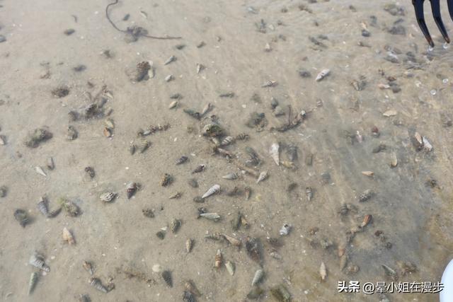 北海旅行，小朋友最开心的一站——红树林赶海！