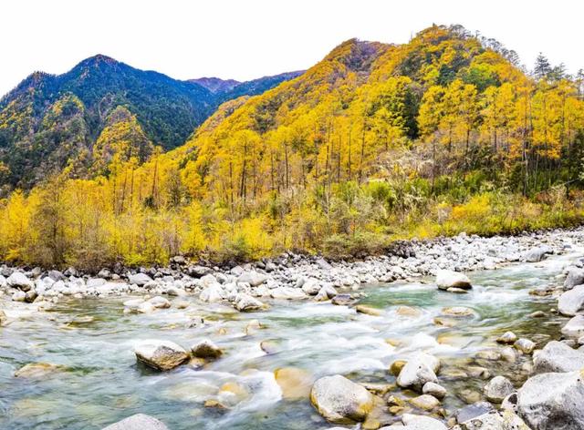 石棉秋日限定！田湾河畔佛手柑熟了，这抹 “黄金果” 藏着最浓乡韵