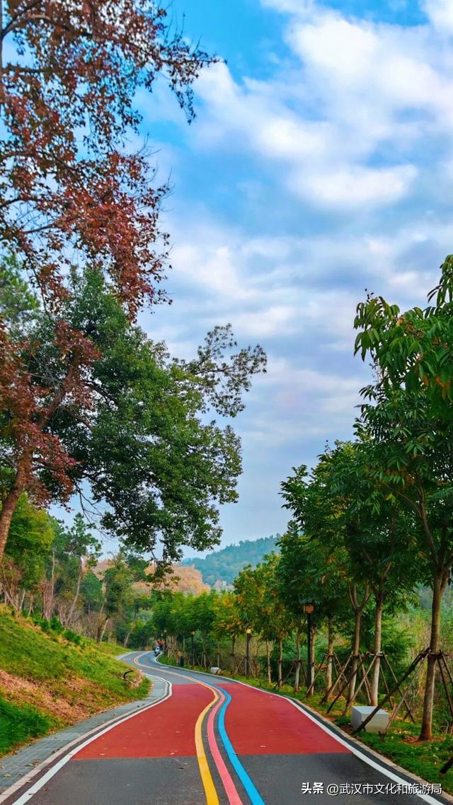 赶紧收藏！森林公园3大玩法新鲜出炉