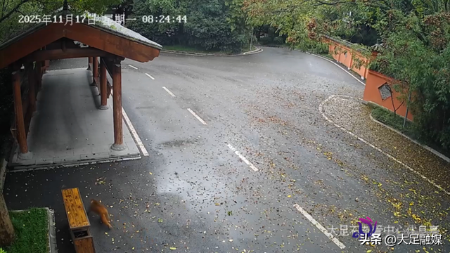 石刻景区惊现“逛gai”猴，工作人员：已关注，请勿打扰！