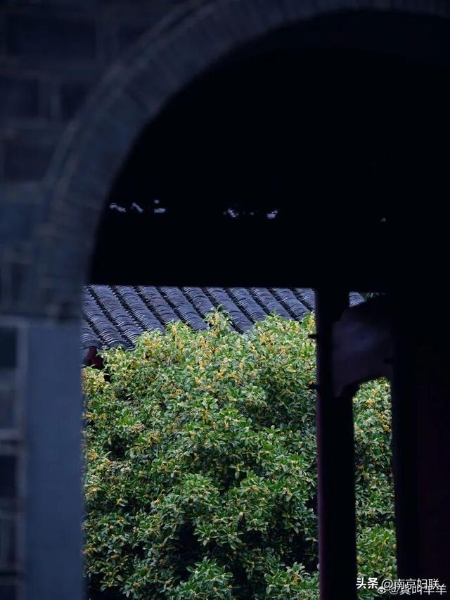 秋日南京，金色相逢