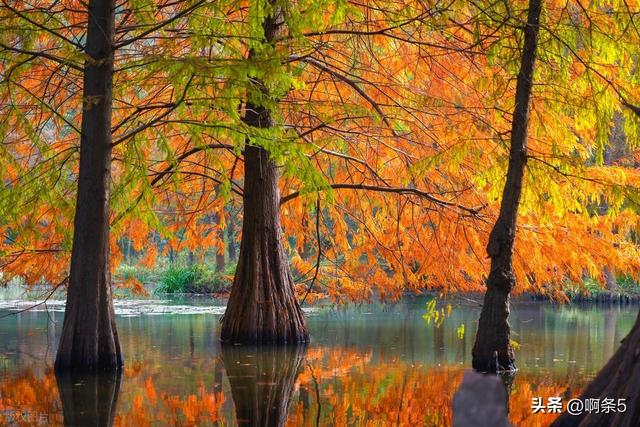 猜猜这是南京的哪里？简直美爆了！