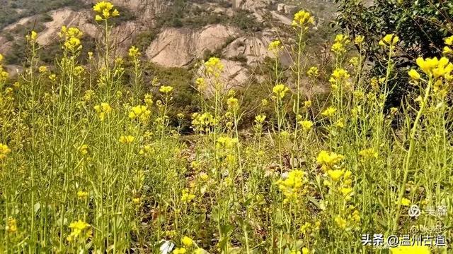 大罗山这条改造过的登山步道你可去过?