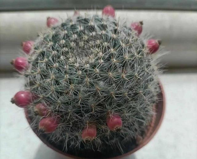 北京一老太太	。因“室内仙人球”而走红，那叫一个治愈	，真高级