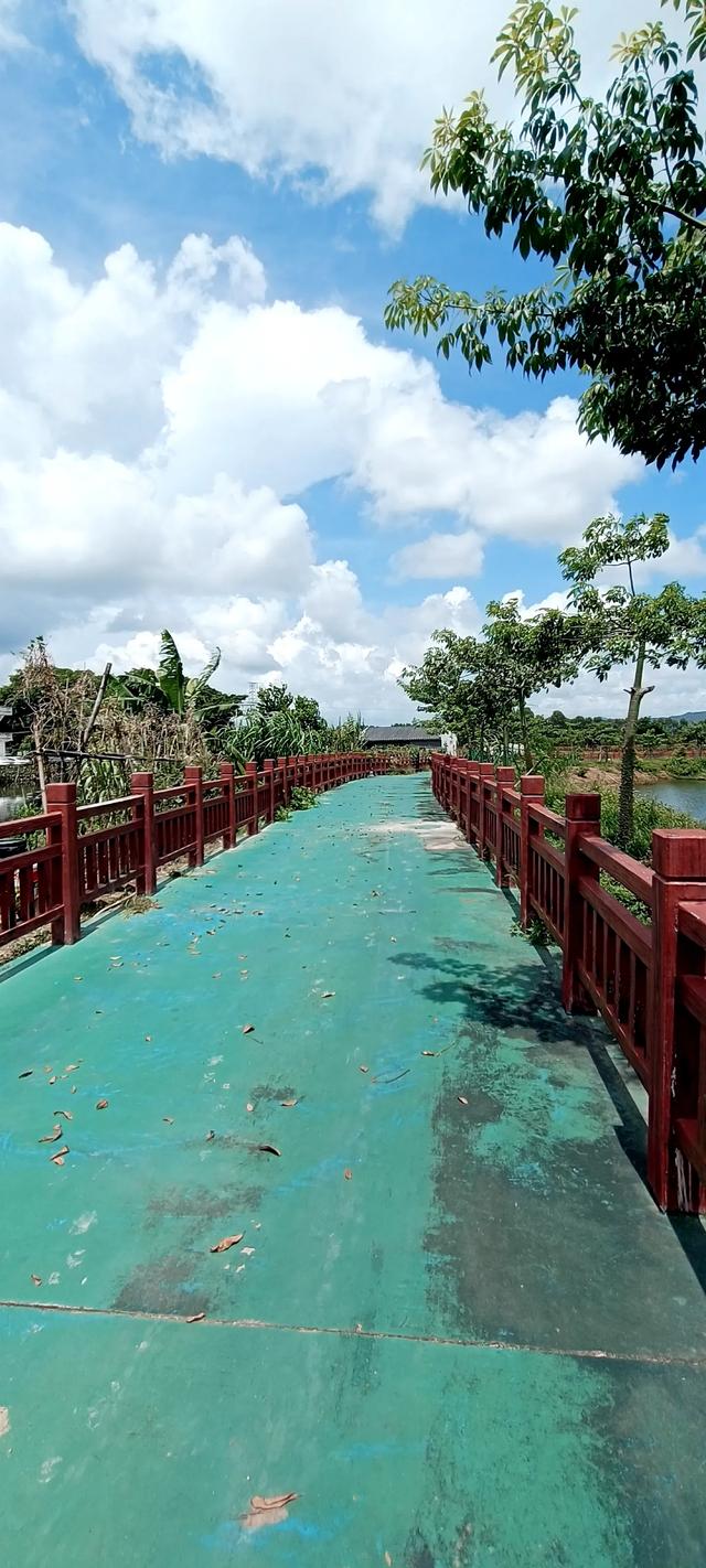 阳东金村风景