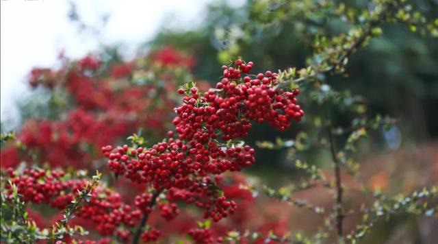 秋假来了,来龙卦山中寻诗意