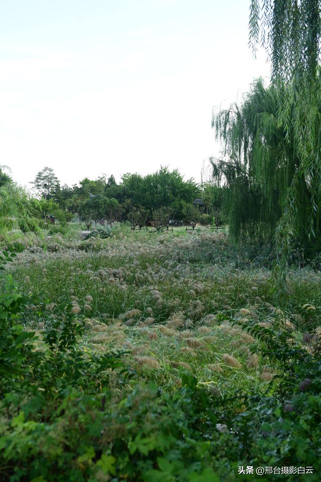 河北省第九届旅发大会主会场——邢台•襄湖森林公园（图）