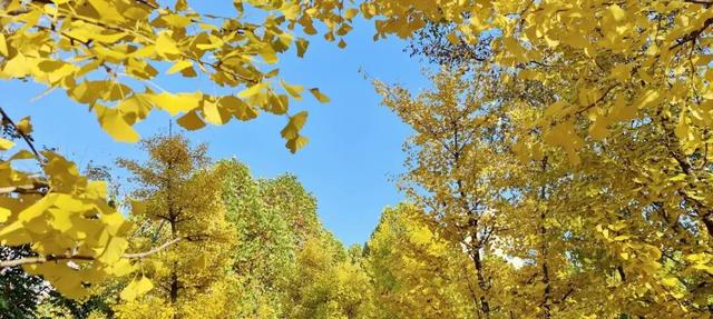 寻美薛城丨金色之约！森林公园银杏黄了！