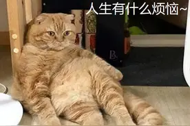 橘猫为何容易“发胖”？网友：大橘为重图片