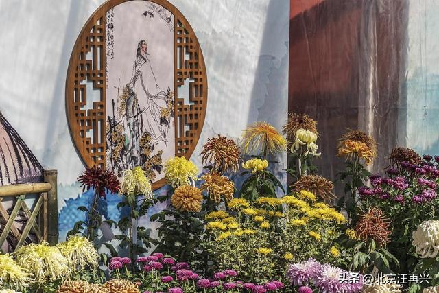 佳节又重阳，汴菊遍地香，赏菊花，还得到汴梁，大宋堂皇