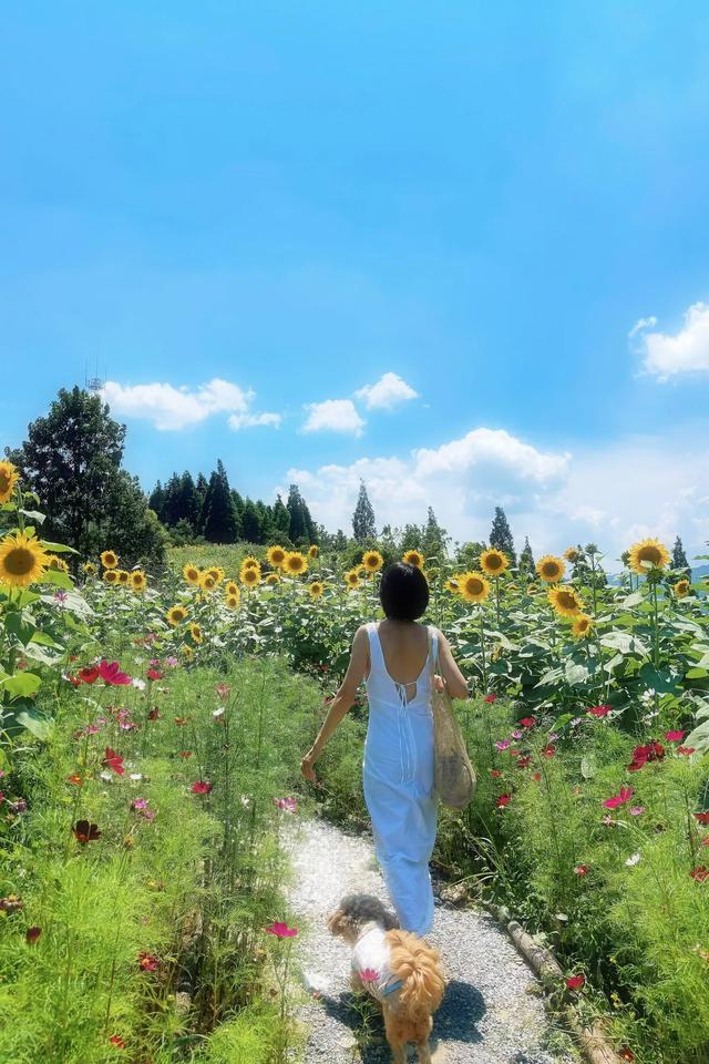 🌻观山湖超小众向日葵花海 私藏0元打卡地