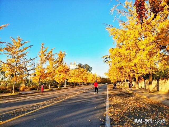 收藏！秦皇岛“银杏观赏地图”出炉，这八处胜地解锁璀璨深秋~