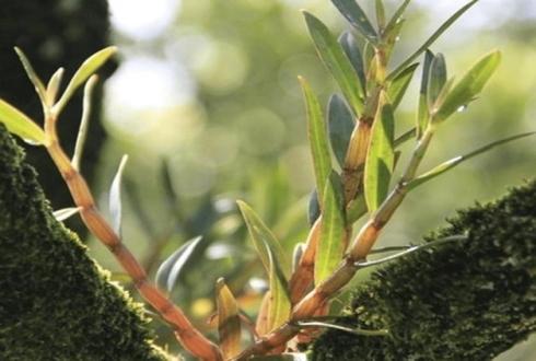 石斛是哪里产的最好 2026年石斛哪里产的最好最正宗