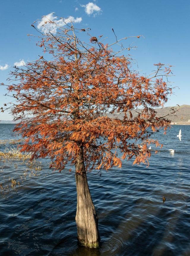 落羽红杉林，误入油画中！