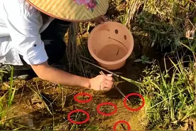 2000元/斤，蚂蟥意外值钱！长相恶心被称童年阴影，有人副业大赚图片