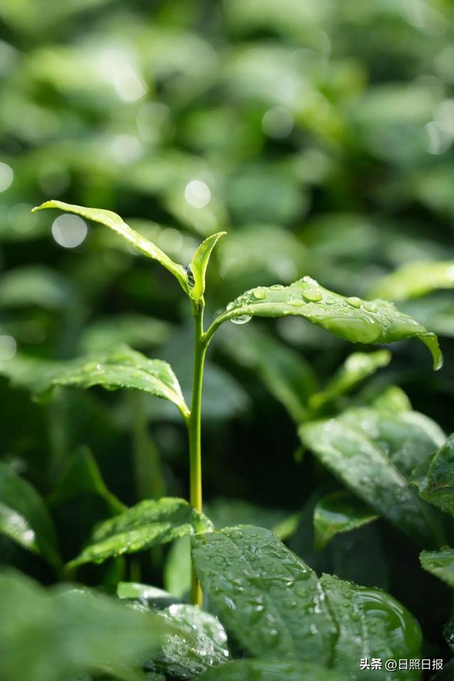 全球榜！中国榜！日照入选