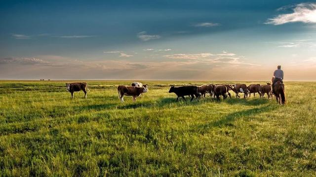 一篇故事 No.377 | 老舍《内蒙风光（节选）》（下）