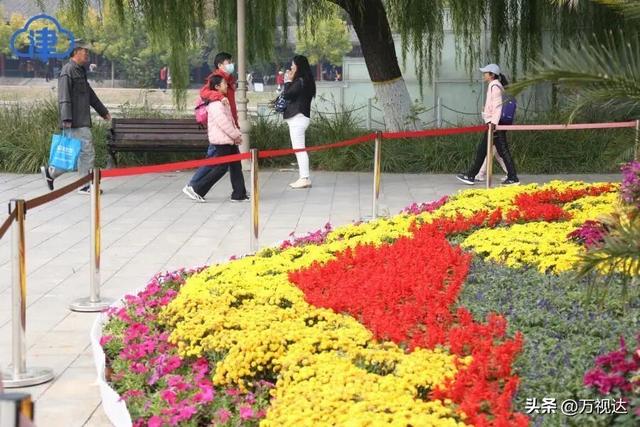 争奇斗艳！天津人别错过这最后一波“顶流花海”