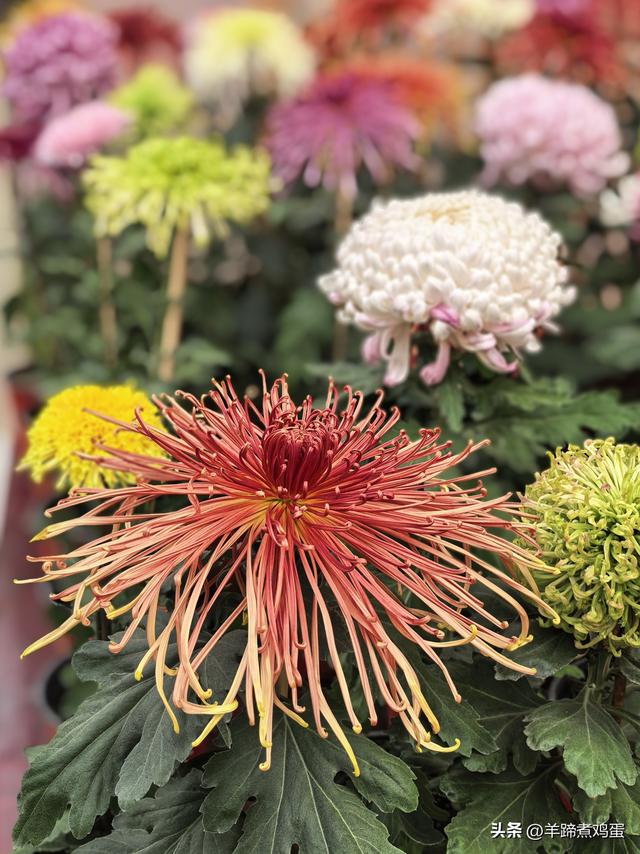 秋风独宠一园菊，晚来香艳出樊篱——北京北海公园2025年菊花展