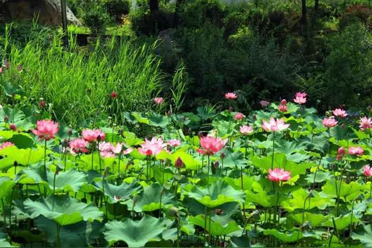 我记忆深处的 老家的那些人 那些事(二)