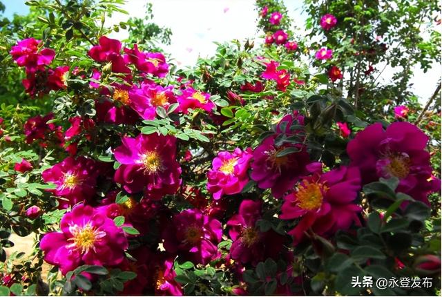 跟着节气游永登立夏赏花 邂逅玫瑰之乡浪漫#厚道甘肃#幸福兰州#桥见黄河来见一面