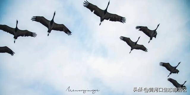 沿着黄河遇见海|市文旅集团推出益智文创产品,解锁生态与匠心的潮玩新体验