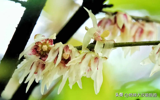 2026杭州赏梅大戏正式开幕，六大观赏地来了，可来一场风雅之约！