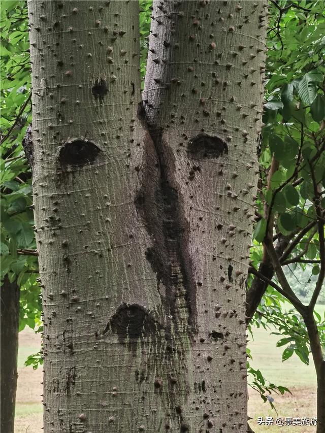 树妖树怪的传说是真的吗？佛山卡玛缤纷花世界的木棉树成精了