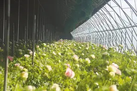 三河市燕郊镇马起乏村：“鲜花经济”带动乡村振兴图片