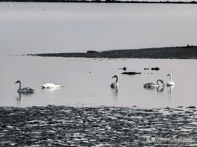 走，去渤海湾看候鸟…