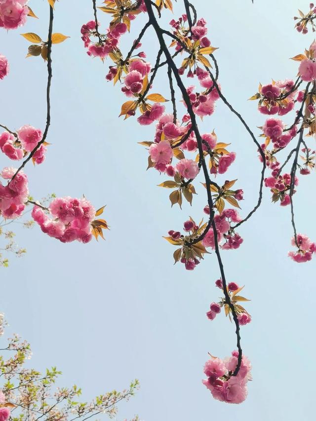 收藏！高新区这条“樱花大道”真的太美了~