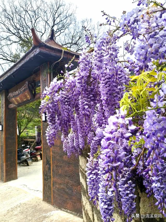 莲华山居隐诗意