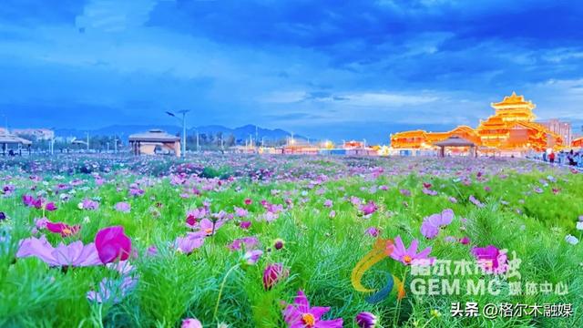 格桑花开映新区|格尔木市民邂逅"家门口的浪漫"