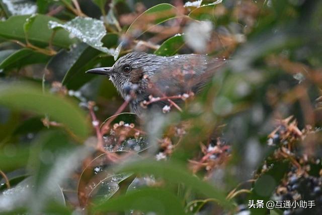 尼康Z卡口超远摄变焦镜头——NIKKOR Z 100-400mm f/4.5-5.6 VR S 评测